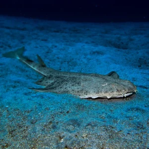Identificación de peces