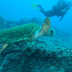 Discover Scuba Diving